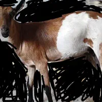 صخله ضاعت منی.تعال اقرا کامل