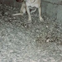 پاکوتاه ماده