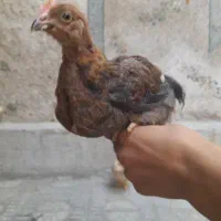 جوجه مرغ محلی بزرگ