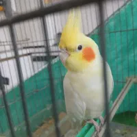 جوجه عروس لوتینو،دونخورازآب و گل دراومده