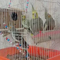 فروش پرنده طوطی عروس