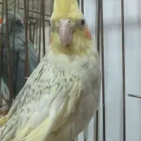 عروس هلندی ماده