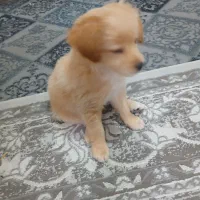 توله سگ لوس وبامزه