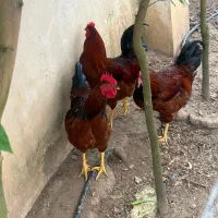 خروس محلی جوان