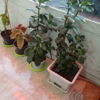گلشهرفاز4دوکله-طبقه2