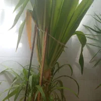 گل زیبا وبزرگ چندساله فروش به علت جابجایی