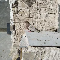 سینه مشهدی