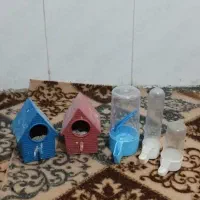 لونه فنچ