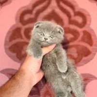 اسکاتیش پسر بوولوو