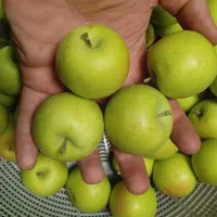 سیب گلاب فیروزکوه