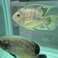 فروش ماهی اسکار ،پرت،دالر،لجنخوار