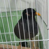 مرغ مینا خوش زبون