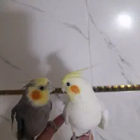سه تا عروس هلندی باقفس