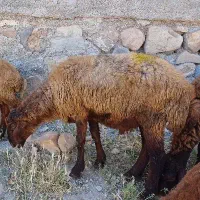 گوسفند