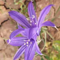 فروش دو عدد نخل سیکاس ده ساله