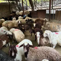 گوصفند به شرط جیگر