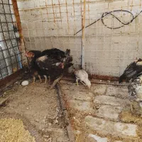 فروش مرغ لاری با چهار تا جوجه  و جوجه سبز چاهی
