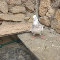 فروش‌فوری‌کفتر