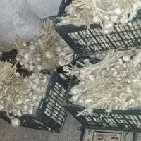 سیر محلی درشت