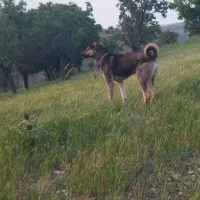 واگذاری سگ دورگه نر