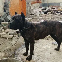 سگ کن کورسو ماده فروش فوری