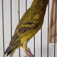 قناری سبز علیخوانی