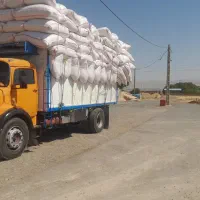 کاه گندم دیم