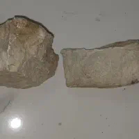 فسیل زیبا و کمیاب