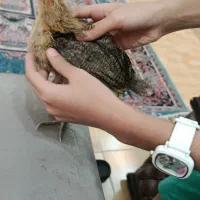 دوتامرغ شر