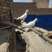 کفتر سفید