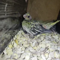 جوجه عروس هلندی