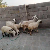 سه تا میش زاییده با بره هاشون به فروش میرسد