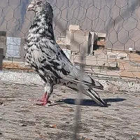 کبوتر سرور پرشی و جفتی نر