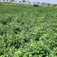 یونجه چناران دوروی دوم