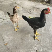 جوجه برهما