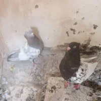 کبوتر بهبهانی
