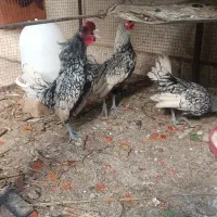 خروس سبرایت