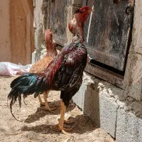 لاری