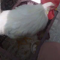 خروس سفید چهار ماهه