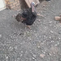 بوقلمون