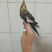 عروس هلندی
