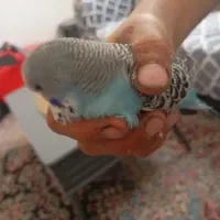 مرق عشق انگلیسی وفنج‌ نژاد دار
