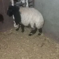 بره نر