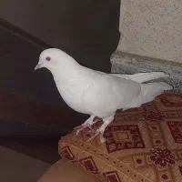 کفتر سفید پاک