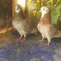 کفتر اول بخان