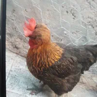 مرغ کاکلی بسیار چاق و جوان تخم گذار