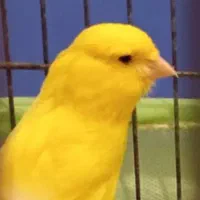 قناری ، سهره ، بدرد بخور،