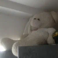 خرس سالم