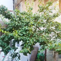 ویلایی-احمدآبادعارف-230متر-سند-دار-11متر-حاشیه