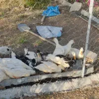 اردک 6ماهه